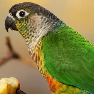 Professional mobile parrot grooming service at your doorstep in Dubai