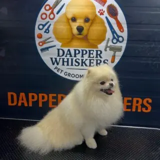 Professional mobile dog grooming service in Dubai with doorstep pet care.