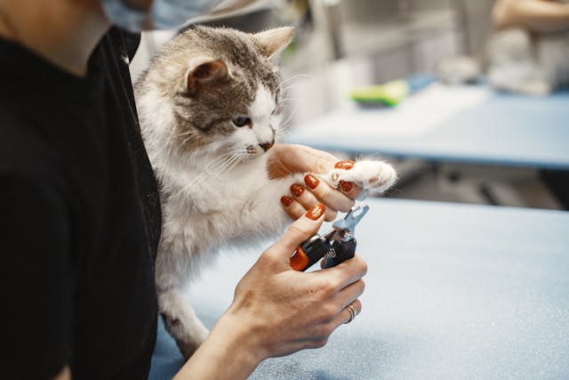 cat grooming