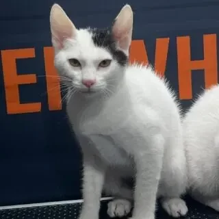 Professional mobile cat grooming service at your doorstep in Dubai.