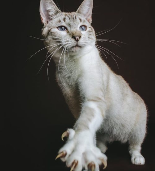 cat claws