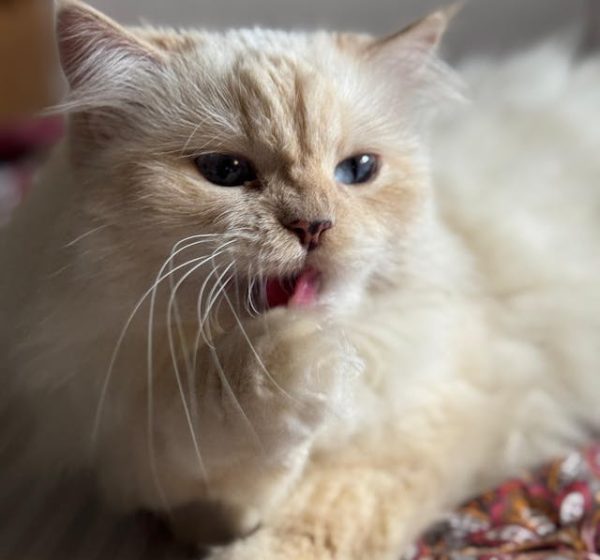 cat grooming