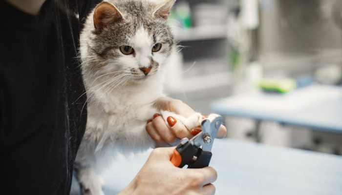 cat nail trimming