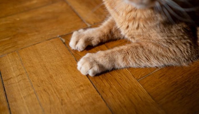 cats nail trimming