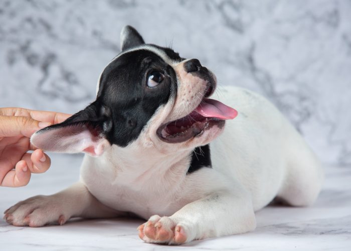 dog ear and dental care