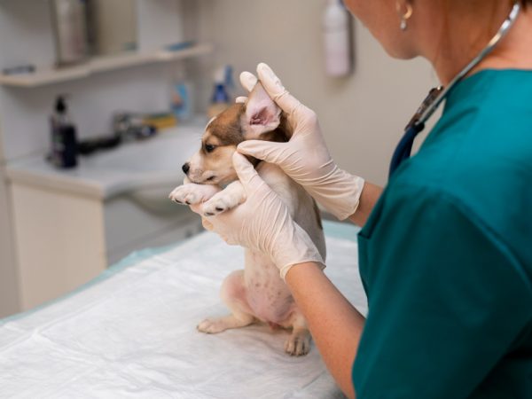dog ear cleaning