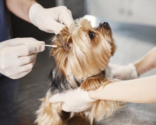 dog ear cleaning