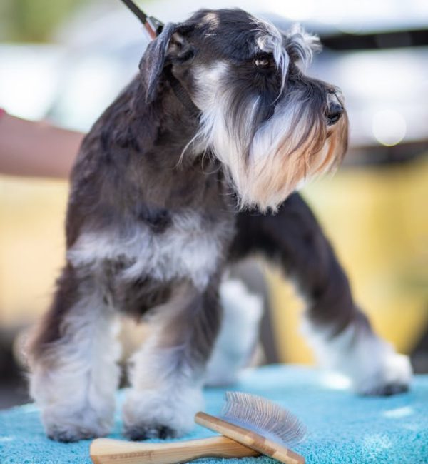 dog grooming