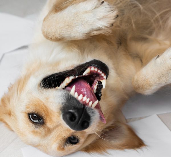 dog teeth brushing