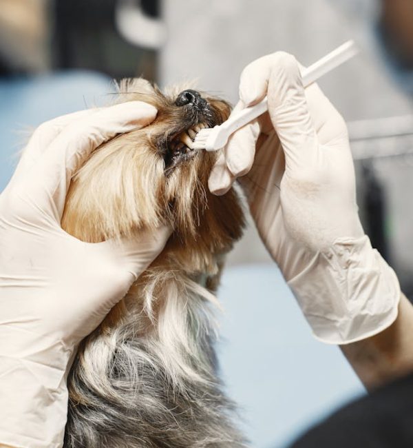 dog teeth brushing