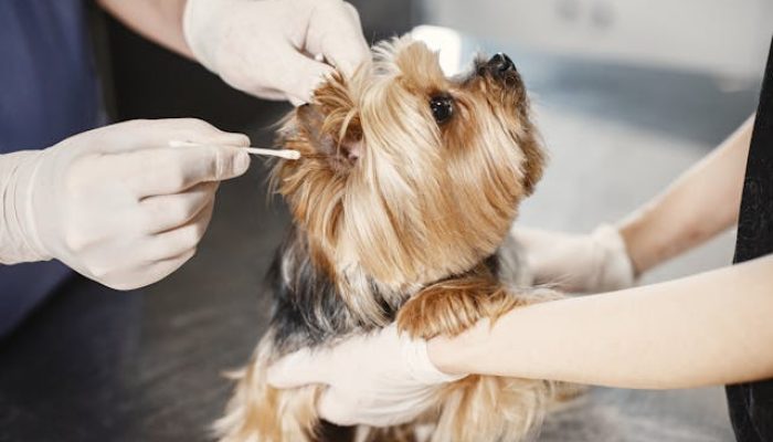 grooming dog