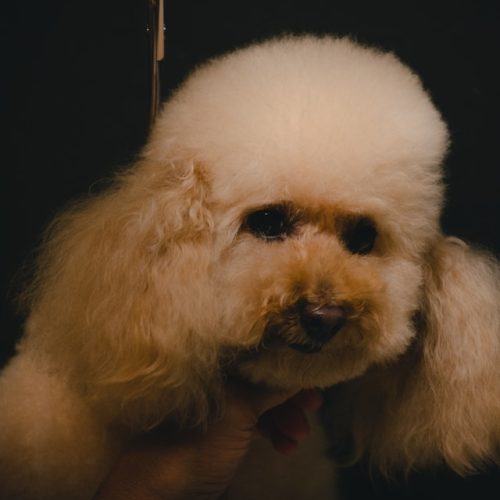pet grooming
