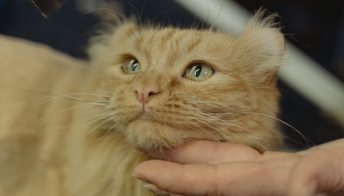 pexels-tima-miroshnichenko-6131081