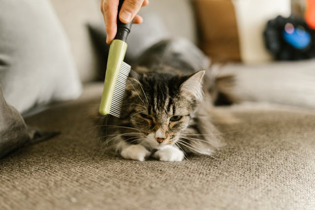 brushing a cat's coat