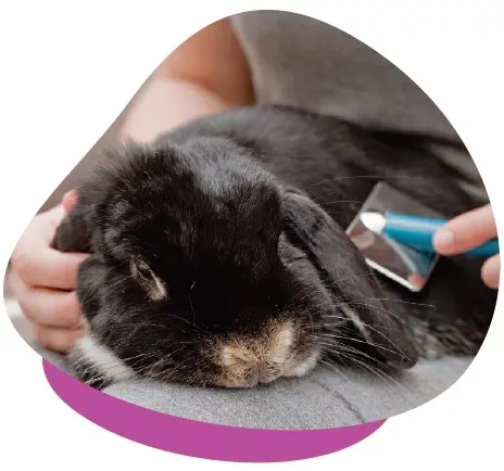 Mobile Rabbit Home Grooming Services In Dubai