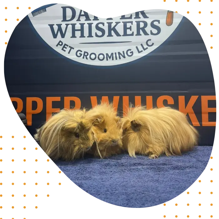 Mobile Rabbit Grooming Dubai