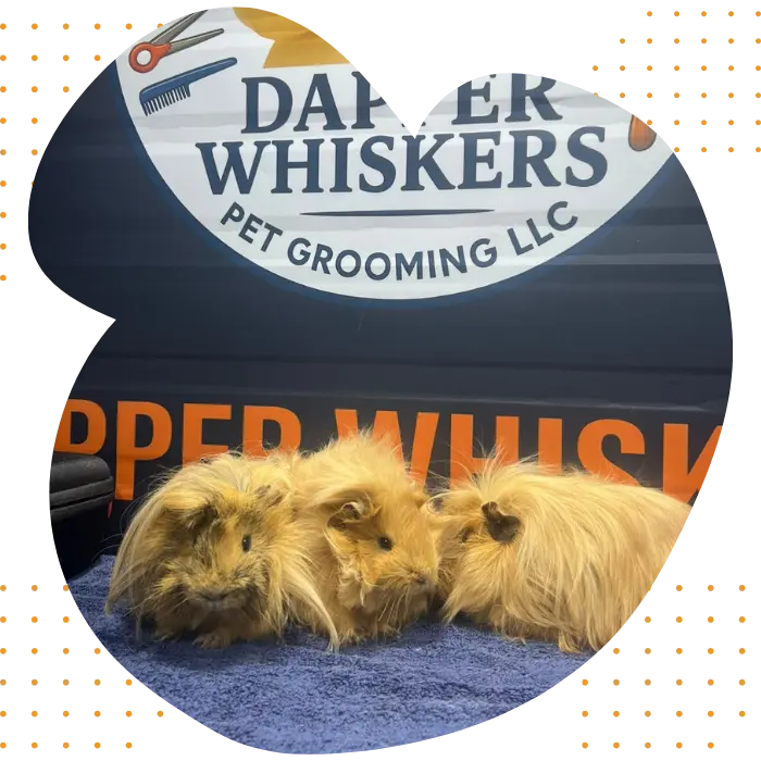 Dapper Whisker Mobile Rabbit Grooming Dubai