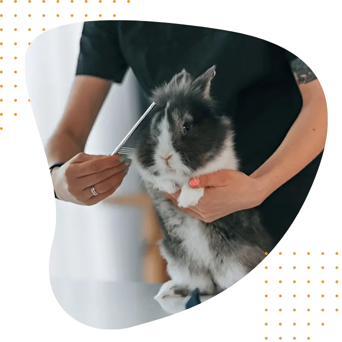 Benefits Of Mobile Rabbit Grooming Dubai