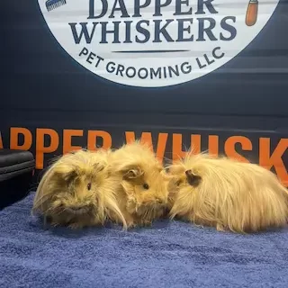 Professional mobile rabbit grooming service in Dubai at your doorstep