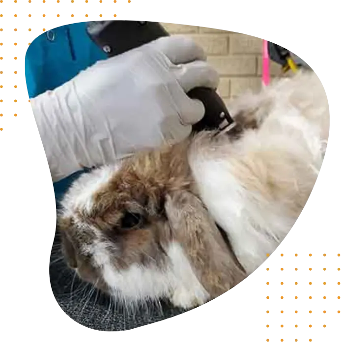 mobile pet grooming in dubai